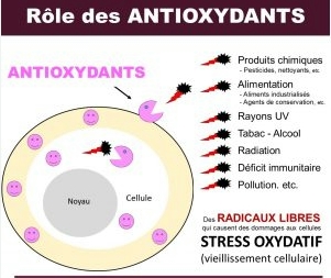 radicaux libres